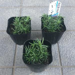 芝桜(シバザクラ)モンブランホワイト(白い花)...の詳細画像1