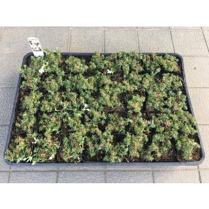 芝桜(シバザクラ)モンブランホワイト(白い花)...の詳細画像3