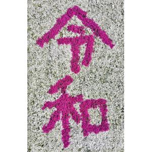 芝桜(シバザクラ)モンブランホワイト(白い花)...の詳細画像4