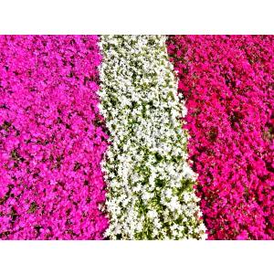 芝桜(シバザクラ)モンブランホワイト(白い花)...の詳細画像5