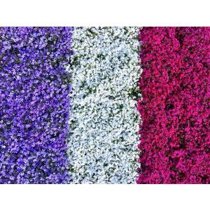芝桜(シバザクラ)モンブランホワイト(白い花)...の詳細画像5