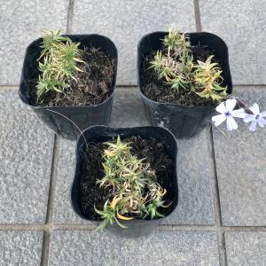 芝桜(シバザクラ)オーキントンブルーアイ(青い...の詳細画像2