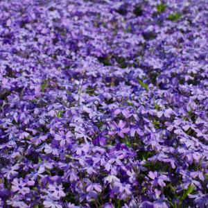 芝桜(シバザクラ)オーキントンブルーアイ(青い...の詳細画像3