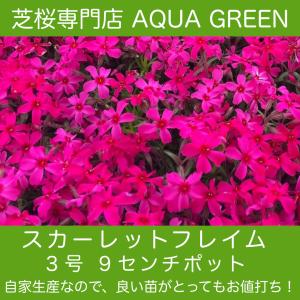 芝桜（シバザクラ）スカーレットフレーム（赤花）30株 送料無料！（沖縄県・離島は別途必要）９センチ３号ポット  レビューを書いて、芝桜に良い特典あり！｜aquagreen