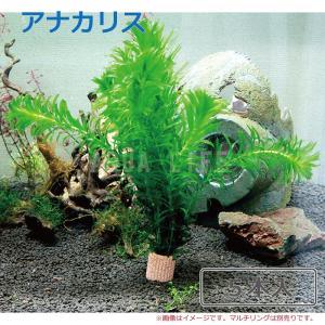 （水草）　国産　アナカリス（5本）メダカ・金魚藻