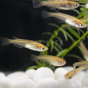 メダカ 30匹 めだか ヒメダカ 送料無料