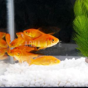 （金魚） 姉金 30匹 きんぎょ
