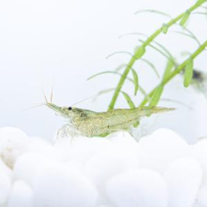 ミナミヌマエビ 生き物 生体 の商品一覧 ペット用品 生き物 通販 Yahoo ショッピング