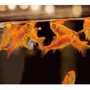 （金魚）小赤 50匹 きんぎょ 大和郡山産 エサ金 餌金