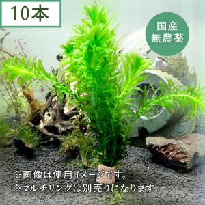 （水草）　国産　アナカリス（10本）メダカ・金魚藻