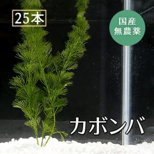 メダカの水草 かぼんば 熱帯魚 アクアリウム用品 の商品一覧 ペット用品 生き物 通販 Yahoo ショッピング