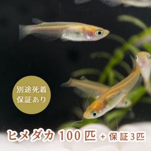 メダカ 100匹 めだか ヒメダカ