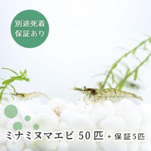 ミナミヌマエビ 50匹＋保障5匹 合計55匹   ※雌雄指定不可