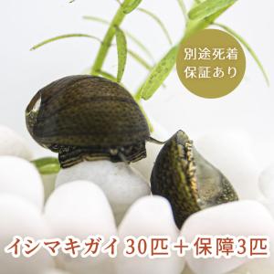石巻貝 イシマキガイ 30匹＋保障3匹 合計33匹