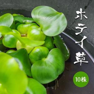 ビオトープ 水草の商品一覧 通販 Yahoo ショッピング