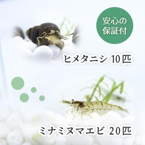 ミナミヌマエビ 20匹+ヒメタニシ 10匹 コケ対策