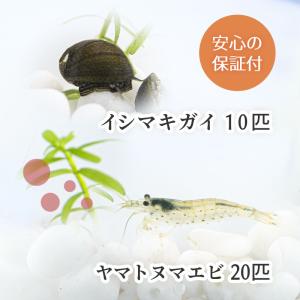 ヤマトヌマエビ 20匹+石巻貝10匹 コケ対策