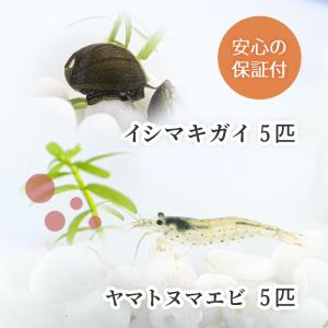 ヤマトヌマエビ 5匹+石巻貝5匹 コケ対策 送料無料