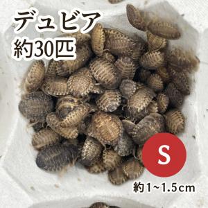 デュビア Sサイズ 約30匹
