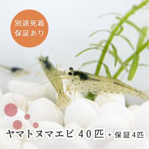 【期間限定特価】ヤマトヌマエビ 40匹+保障4匹...の商品画像