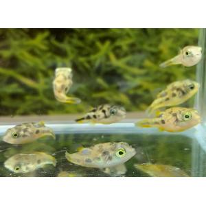 淡水フグ　アベニーパファー　東南　S　1匹[生体]