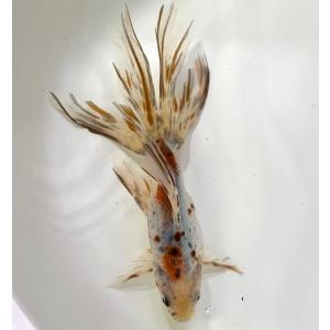 金魚オーロラの商品一覧 通販 Yahoo ショッピング