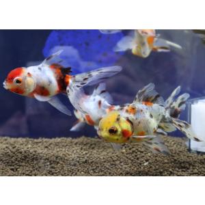 木村養魚場　東錦　M　1匹 [生体]