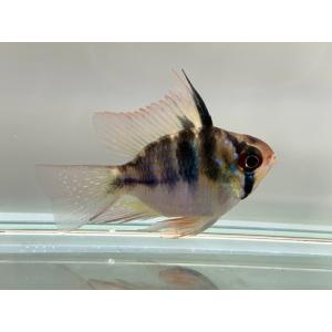 ラミレジィの商品一覧 通販 Yahoo ショッピング