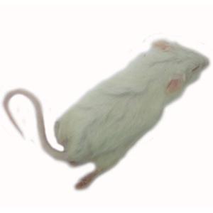 国産冷凍　リタイヤマウス　5匹　【通常商品と同梱不可】　別途冷凍便代金加算