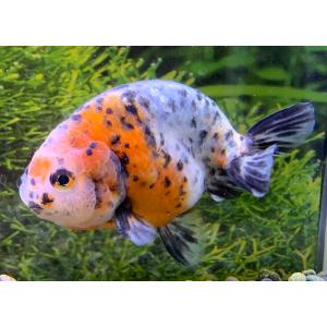 国産　江戸錦　当歳　1匹