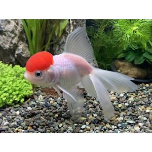 金魚 丹頂 飯田 ペット用品 生き物 の商品一覧 通販 Yahoo ショッピング