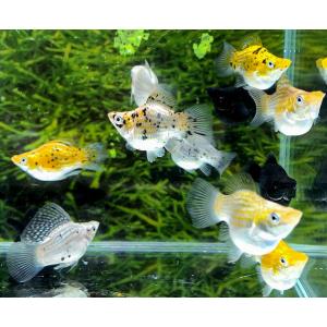 熱帯魚 モーリー 種類の商品一覧 通販 Yahoo ショッピング