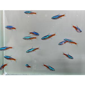 ネオンテトラ 餌の商品一覧 通販 Yahoo ショッピング