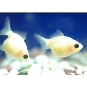 白ピンポンパールＳＳ　（1.5〜2cm）　2021年6月14日入荷 [生体]｜aquapet