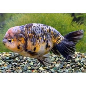 アクアペットサービス ヤフー店 らんちゅう 江戸錦 桜錦 金魚 Yahoo ショッピング