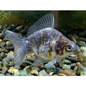 中国産　白黒だるま琉金　M　1匹