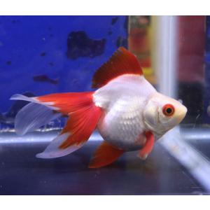 アクアペットサービス ヤフー店 琉金 福だるま 金魚 Yahoo ショッピング