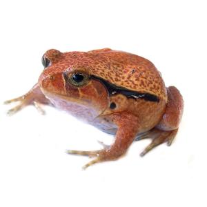 アクアペットサービス ヤフー店 カエル 生体 爬虫類 両生類 Yahoo ショッピング