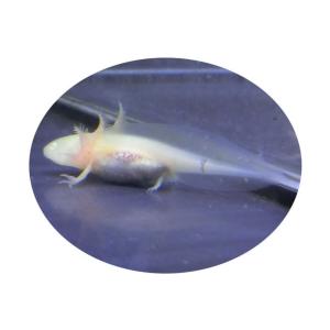 ウーパールーパー　ゴールデン　約7〜10cm前後