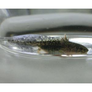 ウーパールーパー マーブル 約7cm前後 沖縄県...の商品画像