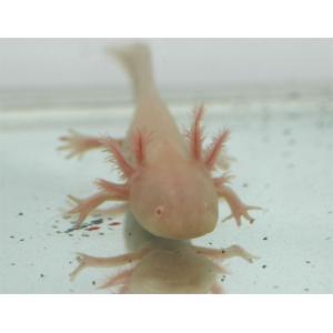 ウーパールーパー　アルビノ　約4〜5cm前後