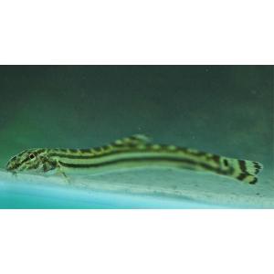 スジシマドジョウ (M) 3匹（大きさ4〜6cm前後） [生体]