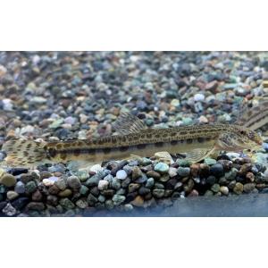 シマドジョウ　M　1匹　個体サイズ約：4〜6ｃｍ [生体]