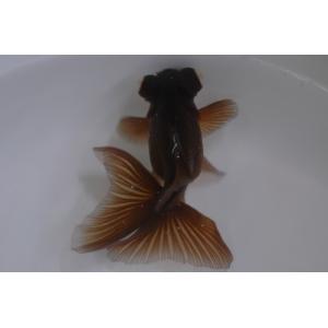 茶蝶尾 （全長：約6cm）2019年4月15日入荷 [生体]｜aquapet