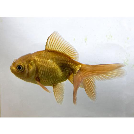 【金魚】茶金　SM　1匹　生体