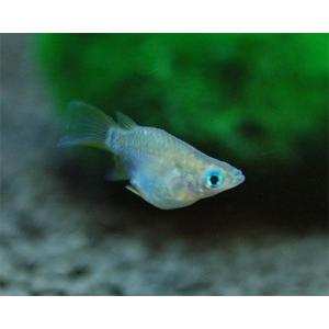 ダルマメダカの商品一覧 通販 Yahoo ショッピング