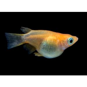 ダルマメダカ メダカ の商品一覧 観賞魚生体 熱帯魚 アクアリウム用品 ペット用品 生き物 通販 Yahoo ショッピング