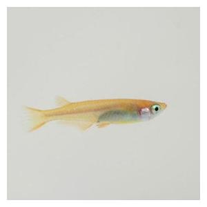 ヒメダカ　100匹