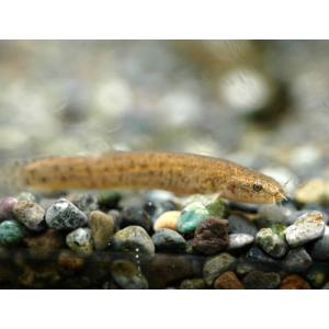 川魚 ホトケドジョウ SM 1匹 生体の商品画像