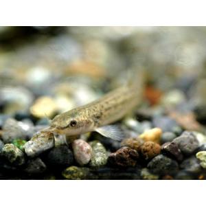 川魚 ホトケドジョウ SM 1匹 生体の詳細画像1